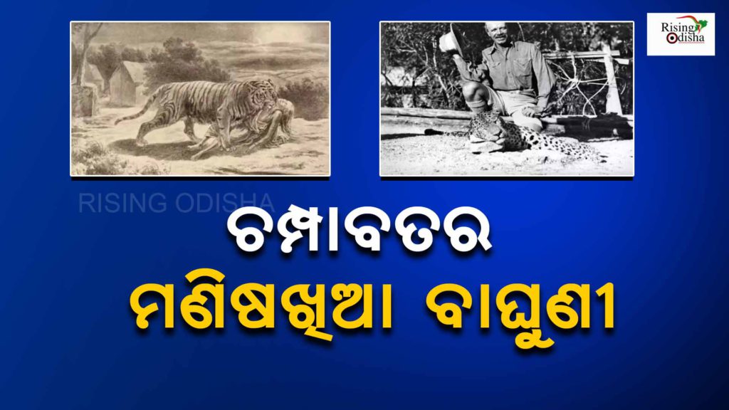 champawat tiger story, champawat tiger news, champawat nepal, odiablog, rising odisha